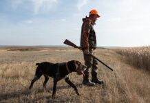 Ballot War: HUNTING To Be A Crime? A man in hunting gear walking with a dog in a field during sunset
