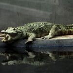 Crocodile Pit Horror Shocks Family Zoo Crocodile resting on a ledge with its mouth open